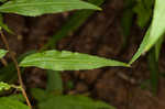 Wreath goldenrod